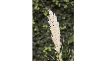 Gartenbaumschule Becker
