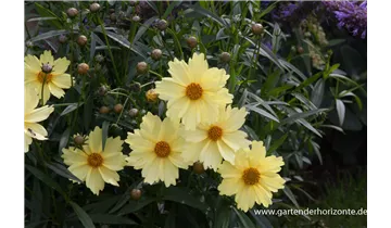 Gartenbaumschule Becker