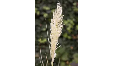 Gartenbaumschule Becker
