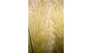 Gartenbaumschule Becker