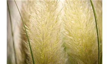 Gartenbaumschule Becker