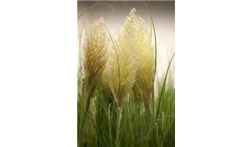 Gartenbaumschule Becker