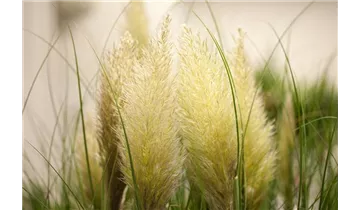 Gartenbaumschule Becker