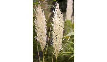 Gartenbaumschule Becker