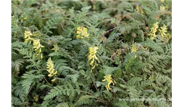 Gartenbaumschule Becker