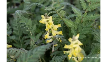Gartenbaumschule Becker