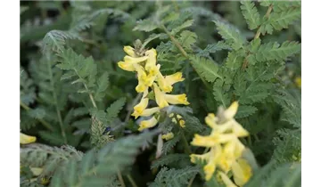 Gartenbaumschule Becker