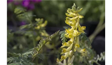 Gartenbaumschule Becker