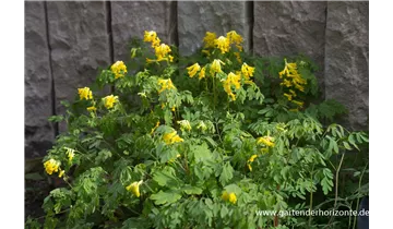 Gartenbaumschule Becker