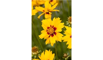 Gartenbaumschule Becker