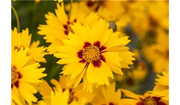 Gartenbaumschule Becker