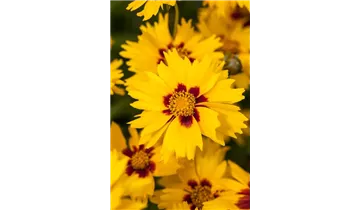 Gartenbaumschule Becker