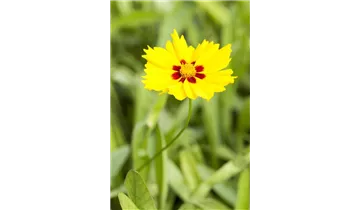 Gartenbaumschule Becker