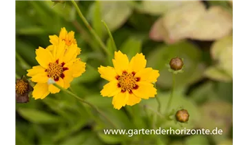 Gartenbaumschule Becker