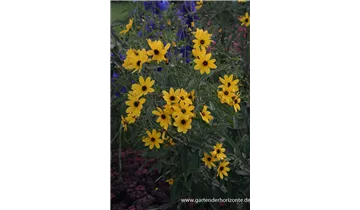 Gartenbaumschule Becker