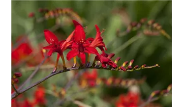 Gartenbaumschule Becker