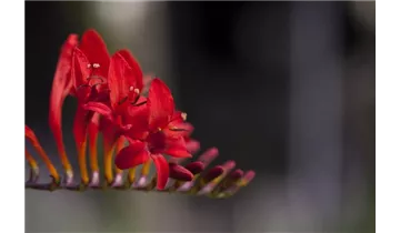 Gartenbaumschule Becker