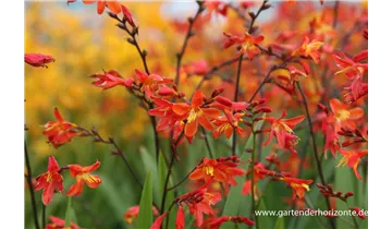 Gartenbaumschule Becker