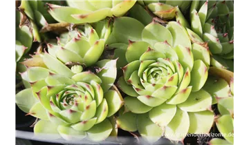 Gartenbaumschule Becker