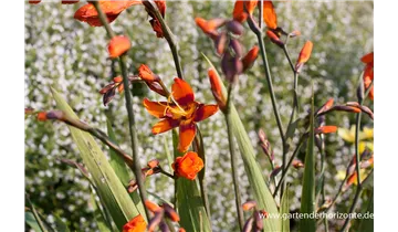 Gartenbaumschule Becker