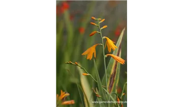 Gartenbaumschule Becker