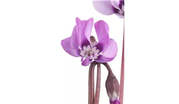 Gartenbaumschule Becker