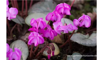 Gartenbaumschule Becker