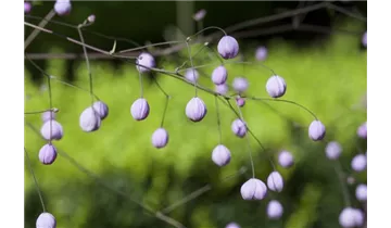 Gartenbaumschule Becker