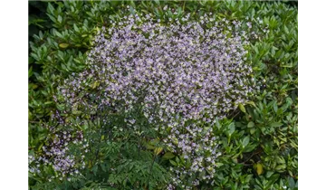 Gartenbaumschule Becker