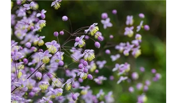 Gartenbaumschule Becker