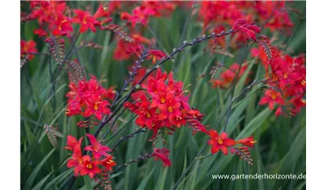 Gartenbaumschule Becker