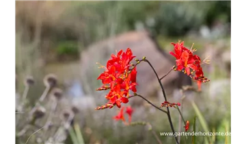 Gartenbaumschule Becker