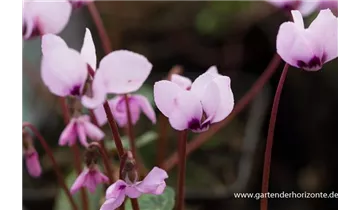 Gartenbaumschule Becker