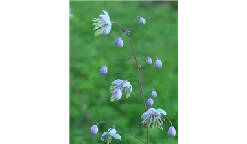 Gartenbaumschule Becker