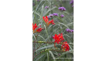Gartenbaumschule Becker