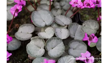 Gartenbaumschule Becker