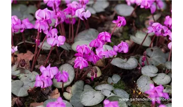Gartenbaumschule Becker