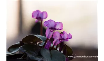 Gartenbaumschule Becker