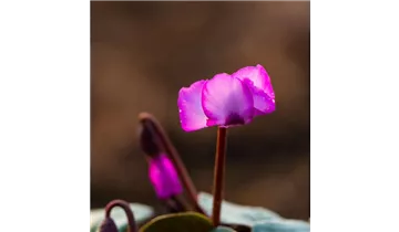 Gartenbaumschule Becker