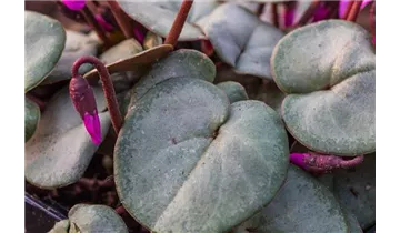 Gartenbaumschule Becker