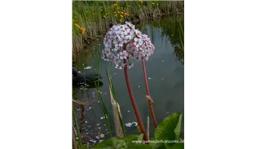 Gartenbaumschule Becker