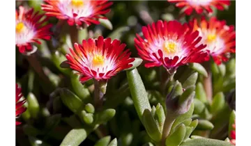 Gartenbaumschule Becker