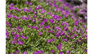 Gartenbaumschule Becker