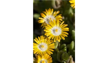 Gartenbaumschule Becker