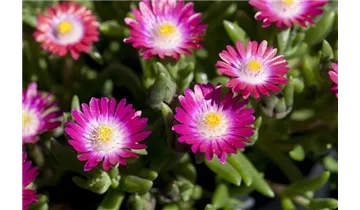 Gartenbaumschule Becker