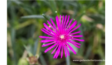 Gartenbaumschule Becker