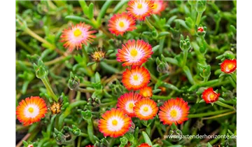 Gartenbaumschule Becker