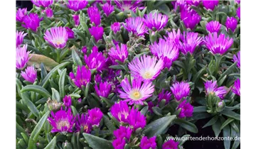 Gartenbaumschule Becker