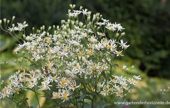 Doldige Garten-Aster 'Weißer Schirm'