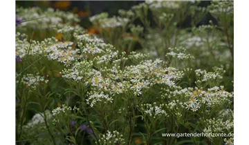Gartenbaumschule Becker